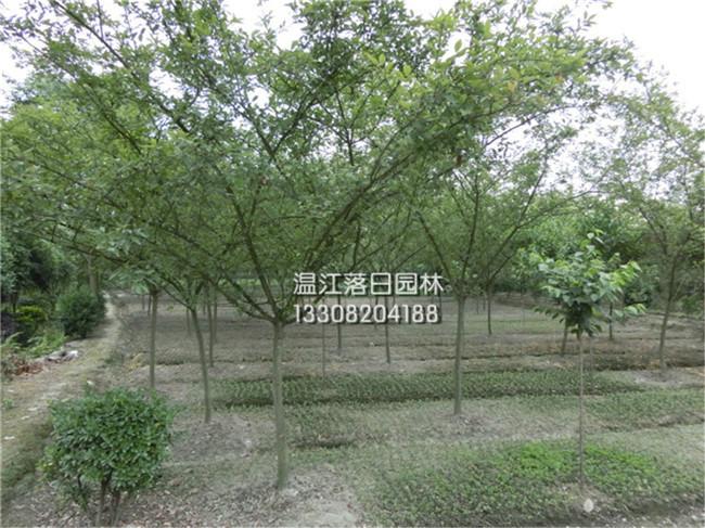 優(yōu)質(zhì)西府海棠批發(fā) 大量供應(yīng)西府海棠 成都西府海棠處理