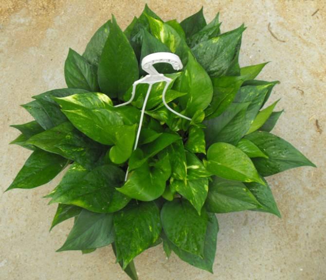 供應(yīng)西安綠蘿，西安叢生綠蘿，綠蘿吊蘭