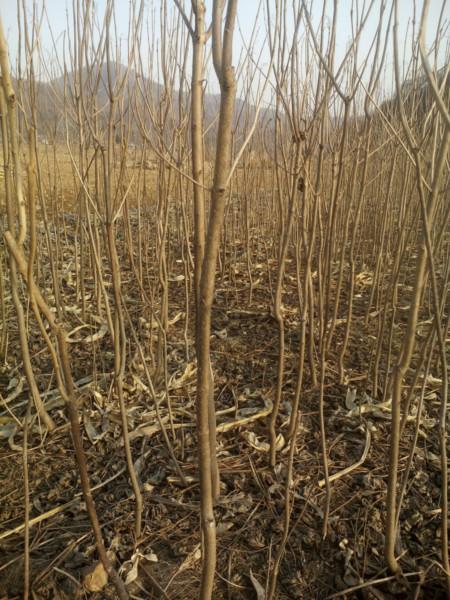 供應(yīng)丹東梧桐苗4苗批發(fā)商/梧桐苗4苗價格/梧桐苗4苗供應(yīng)商