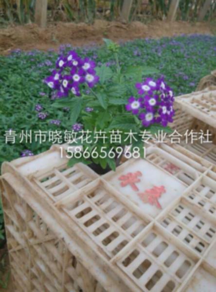 供應青州宿根花卉