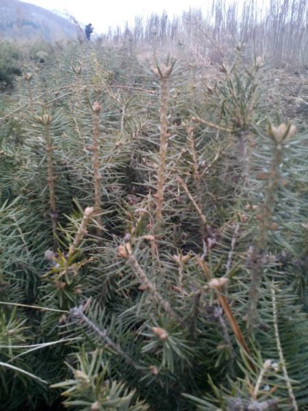 供應(yīng)冷杉苗4年苗10萬