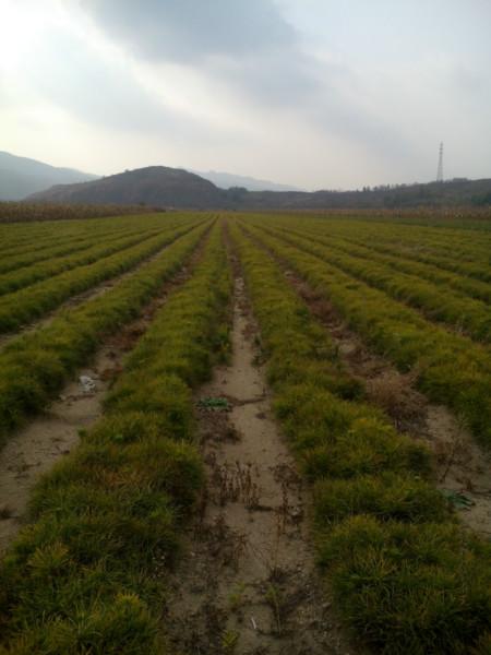 供應(yīng)黑松苗100萬