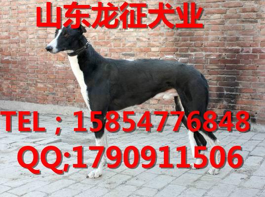 供应格力犬和灵缇的区别，格力犬和灵缇销售价格图片