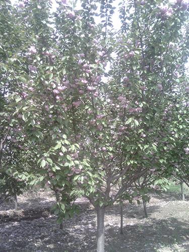 供應(yīng)聊城櫻花苗報(bào)價(jià)，櫻花苗價(jià)格，櫻花苗種植基地