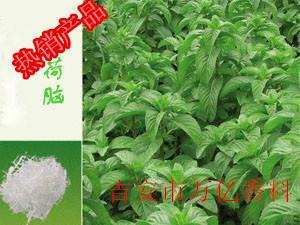 供應(yīng)廠家*薄荷腦價(jià)格