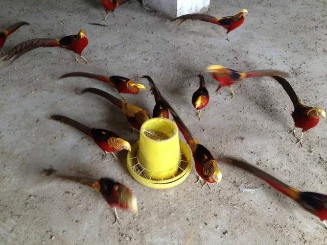 供應(yīng)紅腹錦雞雞蛋