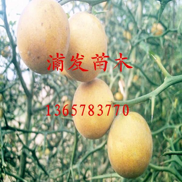 供應(yīng)廣西梧州枳殼苗枳殼小苗