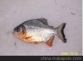 供應(yīng)廣西哪里有白鯧魚(yú)苗買(mǎi)賣(mài)？