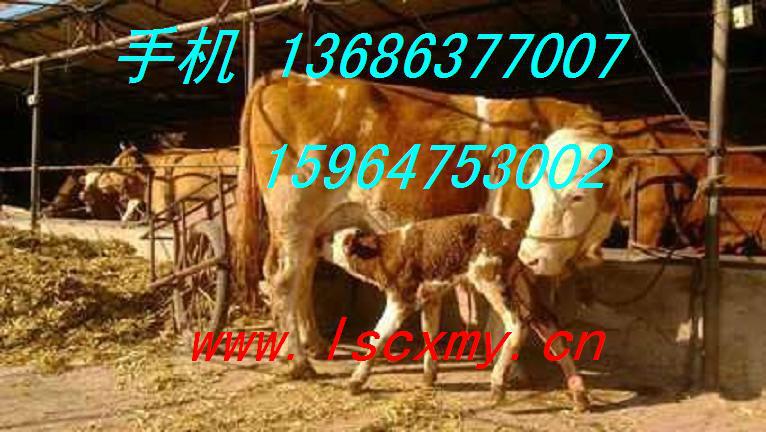 供應(yīng)河北張家口哪里出售肉牛山東哪家肉牛價(jià)格便宜