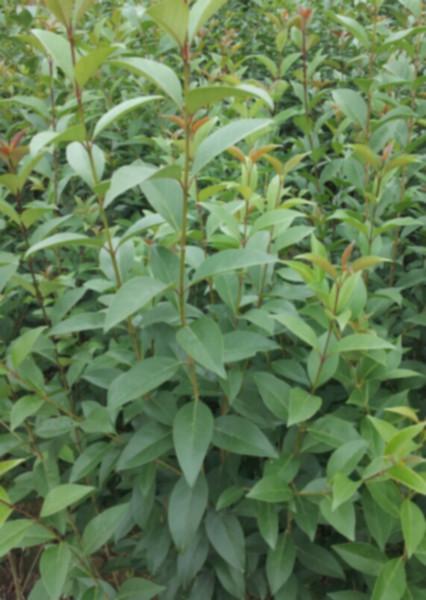 供應(yīng)大葉女貞苗木叢生大葉女貞西安大葉陜西大葉女貞小苗 叢生大葉女貞大量銷售  規(guī)格齊全 大葉女貞叢生大葉女貞西安大葉女貞