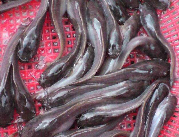 供應(yīng)本地塘鲺苗 優(yōu)質(zhì)三黃塘鲺魚苗批發(fā)