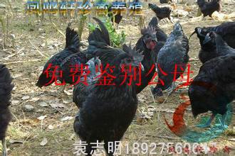 供應(yīng)麗水*