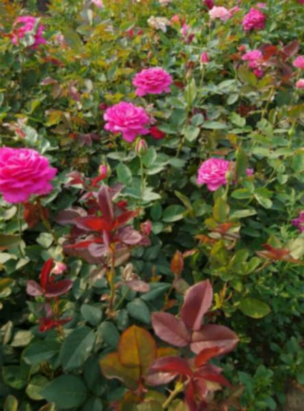 供應(yīng)青州八寶景天