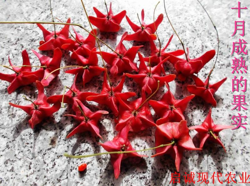 供應(yīng)陜西衛(wèi)矛金絲吊蝴蝶周至縣繁育基地