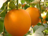 供應(yīng)伊麗莎白瓜久紅瑞香瓜