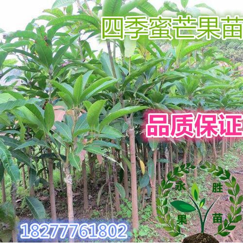 供应四季蜜芒芒果苗四季蜜芒芒果苗南方果树木精品泰国芒果树苗四季开花图片