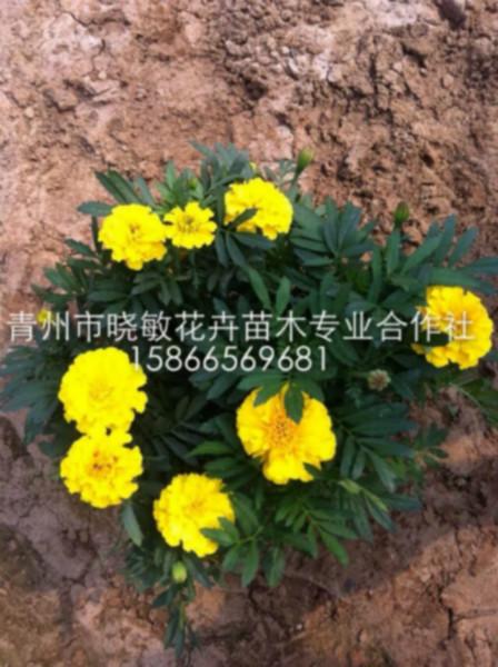供應(yīng)雛菊