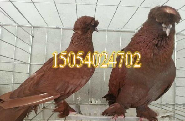 淑女鴿元寶鴿尼姑鴿馬頭鴿兩頭烏圖片