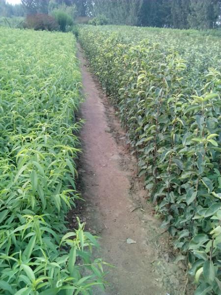 供應山東考密斯梨苗，紅梨樹苗批發(fā)市場，哪里有紅梨樹苗