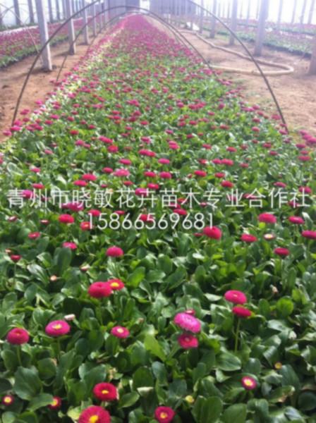 供應(yīng)雛菊
