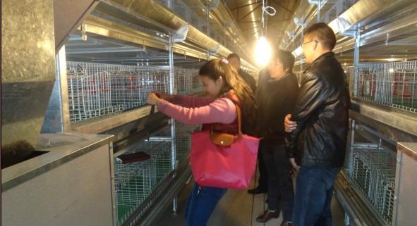 供應(yīng)60日齡青年雞70日齡青年雞