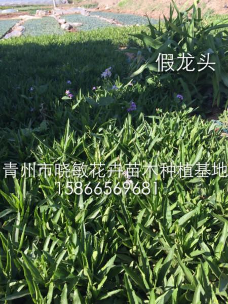 宿根假龍頭圖片