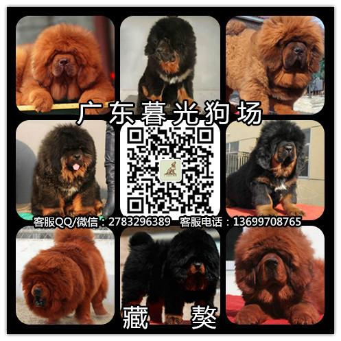 藏獒犬价格图片