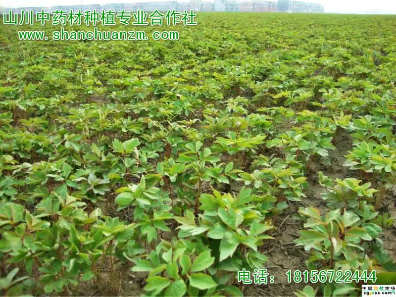 供应菏泽油用牡丹苗/菏泽油用牡丹基地/菏泽油用牡丹苗基地