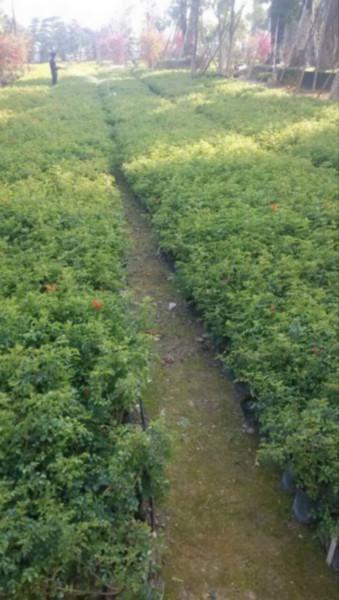 供应凌霄种植，凌霄种植方法，凌霄种植基地，漳州凌霄种植出售