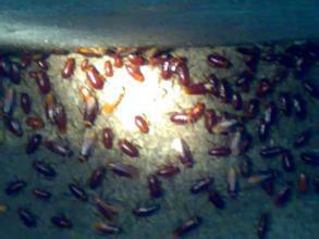 供應(yīng)云南昆明市五華區(qū)學(xué)校蟑螂-云南昆明市五華區(qū)學(xué)校蟑螂公司-云南昆明市五華區(qū)學(xué)校蟑螂效果-云南昆明市五華區(qū)學(xué)校蟑螂電話