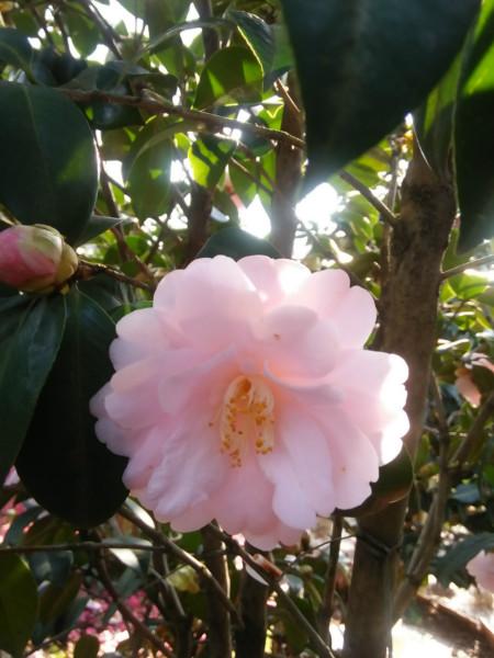 茶花圖片/茶花樣板圖 (4)