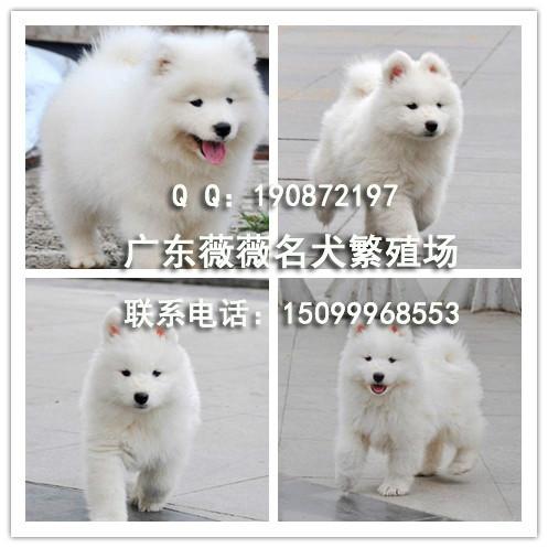 萨摩幼犬图片