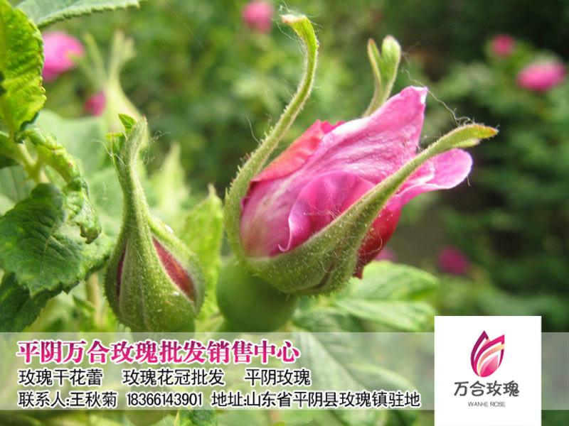 济南市正品平阴玫瑰花茶红玫瑰花草茶厂家供应正品平阴玫瑰花茶红玫瑰花草茶