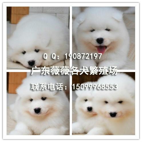 供应萨摩幼犬 广州萨摩耶售价