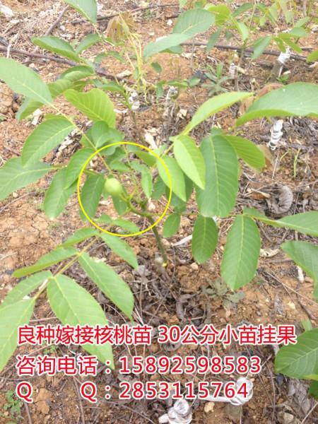 绵阳市川早良种核桃苗厂家供应川早良种核桃苗