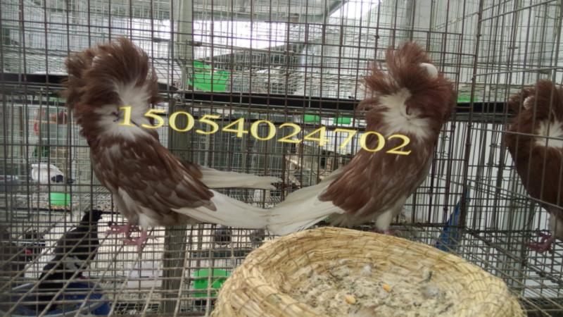 湖南毛領(lǐng)鴿鳳尾鴿圖片