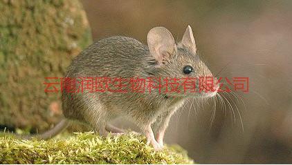 官渡區(qū)滅鼠殺蟲圖片