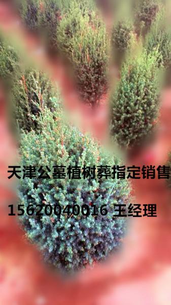 供應(yīng)天津植樹葬市場價，天津植樹葬*價