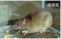 昆明盤龍區(qū)賓館酒店滅鼠殺蟲圖片