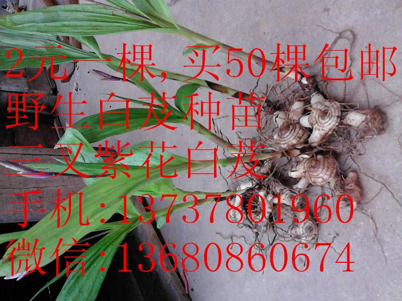 供应白芨种苗白芨种子白及种苗白及种子图片