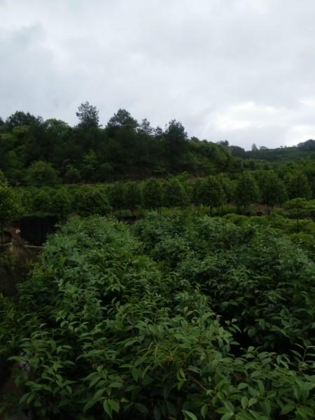 茶花圖片/茶花樣板圖 (2)