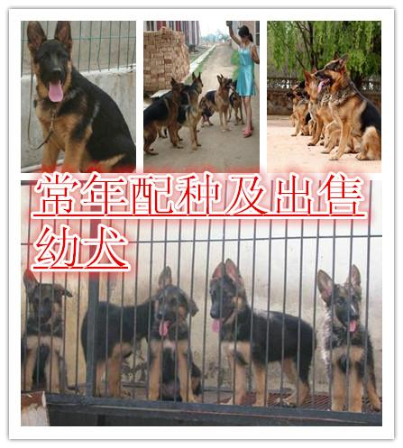 供应北京哪里有卖纯种德国牧羊犬的  德国牧羊犬多少钱一只