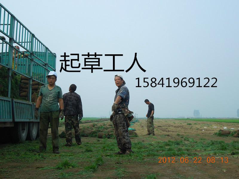 供应铺草坪栽草坪电话13941939503灯塔市顺风草坪基地承揽各种绿化工程