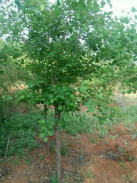 供應(yīng)11公分黃櫨，11公分黃櫨種植基地，11公分黃櫨苗木