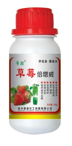 草莓增甜膨大苗壯開花多圖片