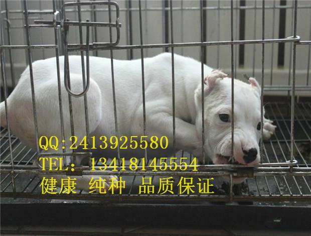 供应杜高广州出售纯种杜高 杜高幼犬 赛级杜高犬欢迎上门看