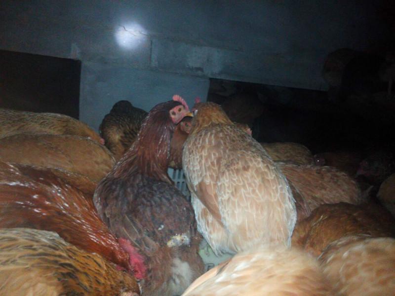 大量供應(yīng)優(yōu)質(zhì)農(nóng)家土雞批發(fā)， 生態(tài)養(yǎng)殖農(nóng)家土雞 ，湖北農(nóng)家土雞養(yǎng)殖商