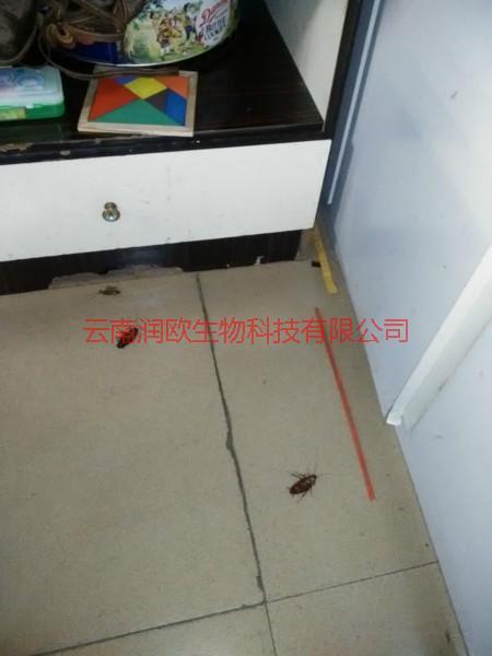 供應(yīng)紅河州蒙自市學(xué)校滅蟑螂的專(zhuān)業(yè)公司-紅河州蒙自市學(xué)校滅蟑螂的專(zhuān)業(yè)公司電話-紅河州蒙自市學(xué)校滅蟑螂的專(zhuān)業(yè)公司效果