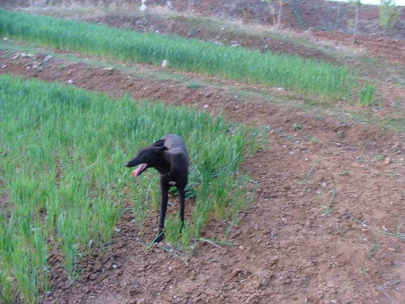 格力犬证书图片