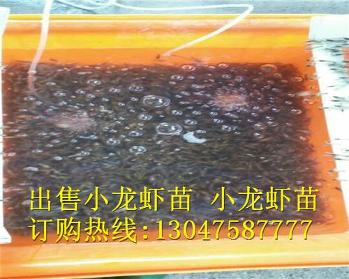 供应淡水龙虾苗淡水龙虾苗价格批发